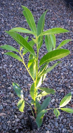 Second Year Skip (Schipka, Russian) Laurel