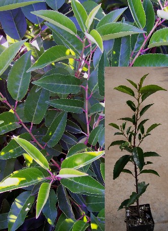 Second Year Portuguese Laurel