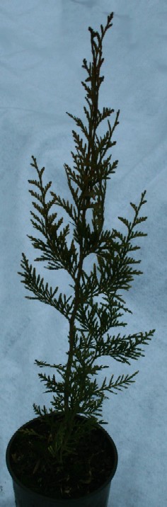 Western Red Cedar 'Atrovirens'