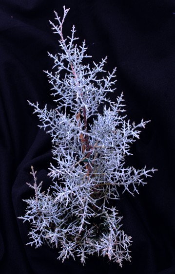 Blue Ice Cypress