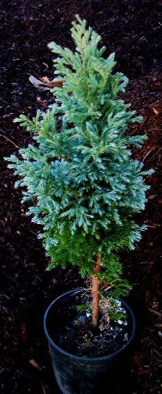 Second Year Boulevard Cypress