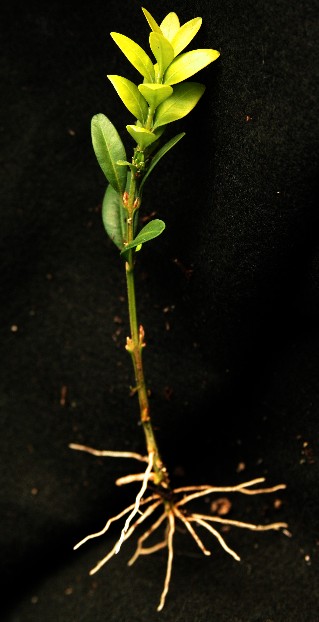 Boxwood Rooted Cuttings