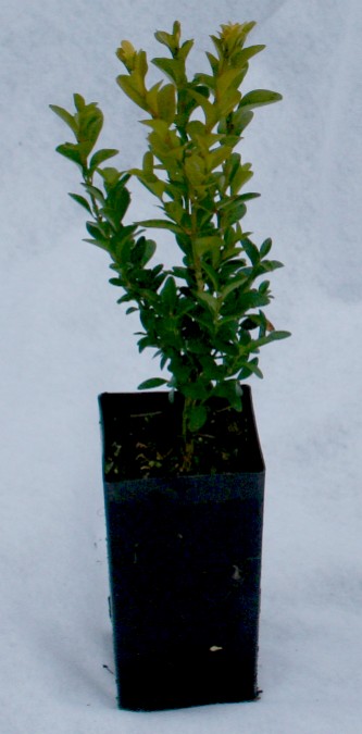 Second Year Common Boxwood