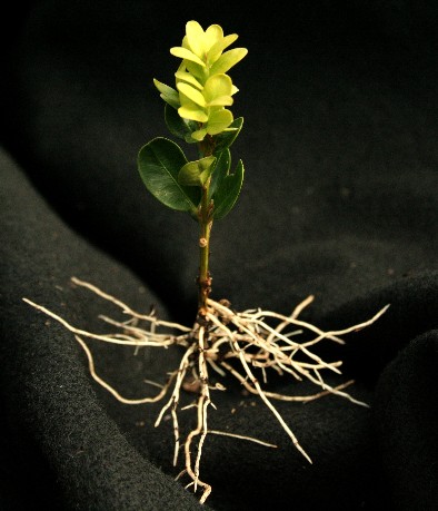 Dwarf Boxwood Cuttings