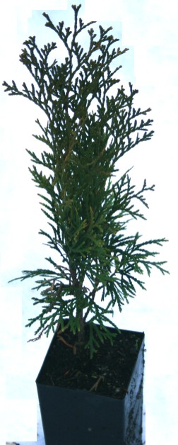 Arborvitae 'Emerald Green'