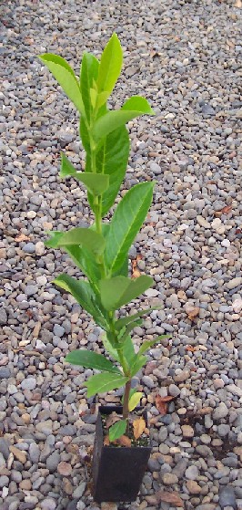 Second Year English Laurel