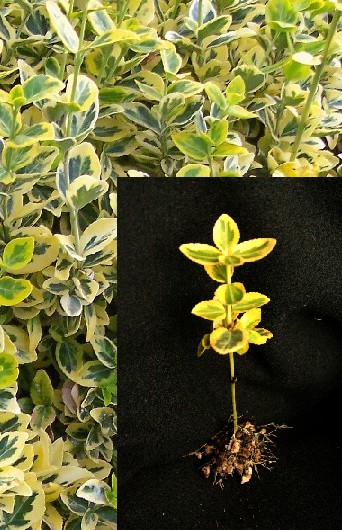 Emerald 'n Gold Euonymus Cuttings