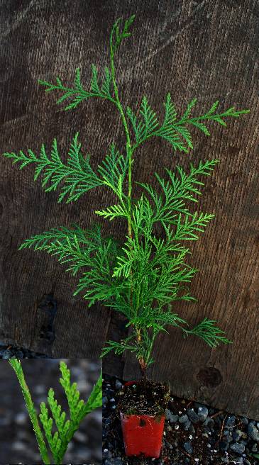 Western Red Cedar 'Excelsa'