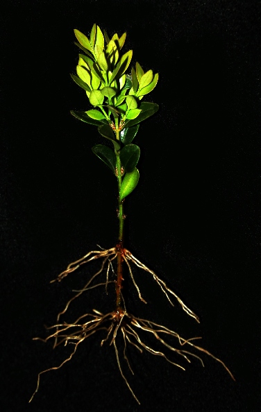Boxwood Rooted Cuttings 'Green Mountain'