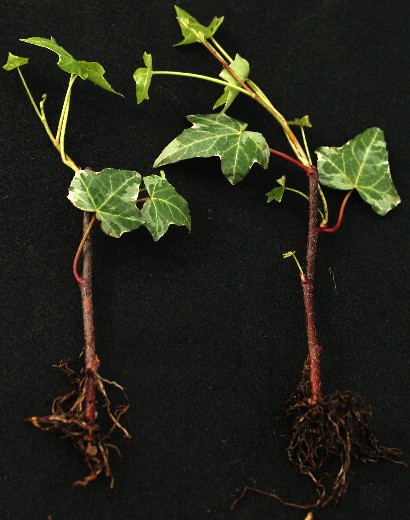 Variegated Ivy Cuttings 'Glacier'