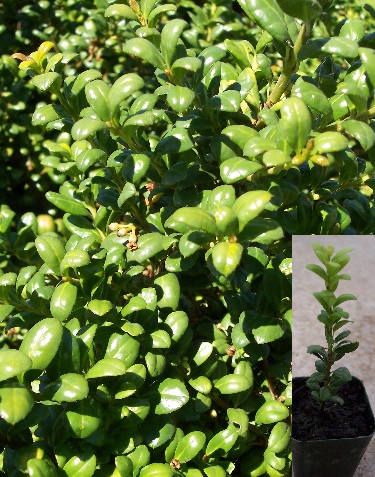 Second Year Japanese Holly