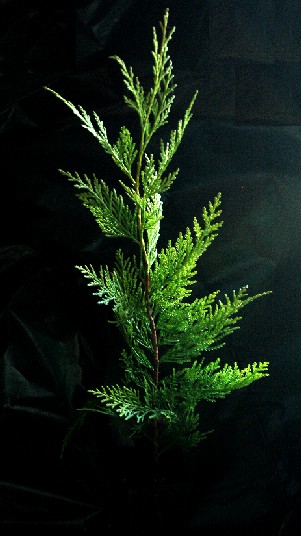 Second Year Leyland Cypress