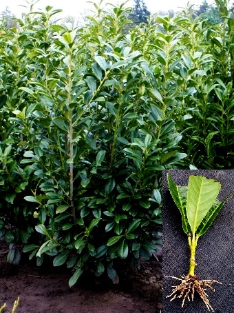 English Laurel Cuttings