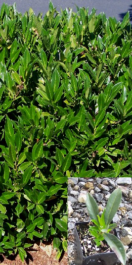 Otto Luyken Laurel Cuttings-otto luyken laurel deep green short compact hedge trim trimming prune pruning