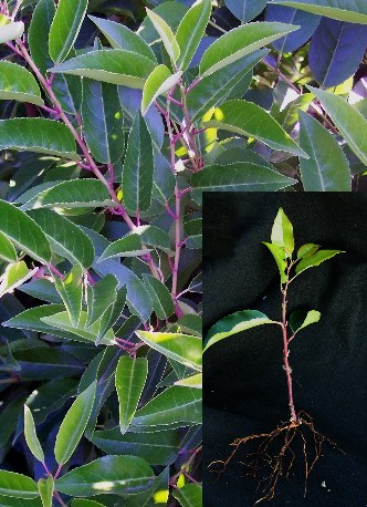 Portuguese Laurel Cuttings