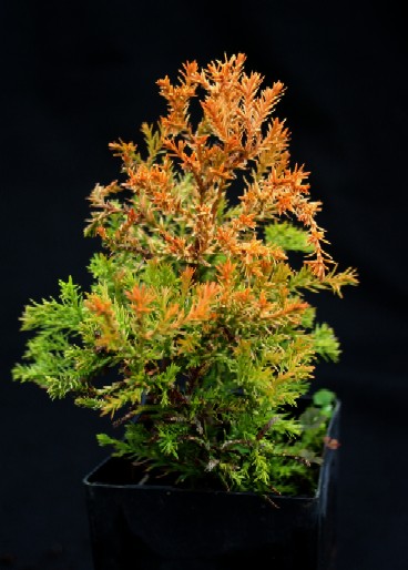 Rheingold Arborvitae