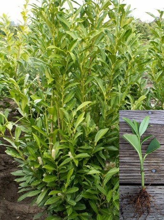 Schipka (Skip, Russian) Laurel Cuttings