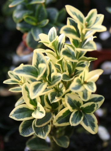 Boxwood Rooted Cuttings 'Variegata'