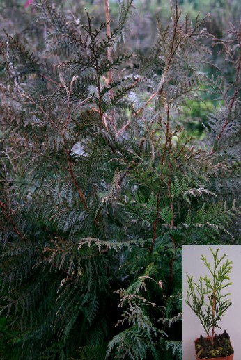 Western Red Cedar