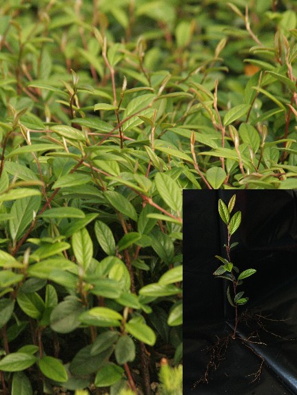 Cotoneaster 'Willowleaf'