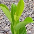 Second Year English Laurel