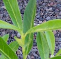 Second Year Skip (Schipka, Russian) Laurel