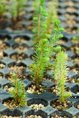 Sitka Spruce Plug 1 Year Old