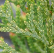 Western Red Cedar 'Atrovirens'