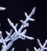 Blue Ice Cypress-