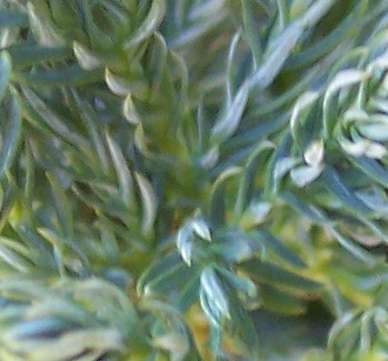 Third Year Boulevard Cypress-Sawara False Cypress, Blue Moss Cypress, boulevard cypress, Cupressaceae Chamaecyparis pisifera 'Bou