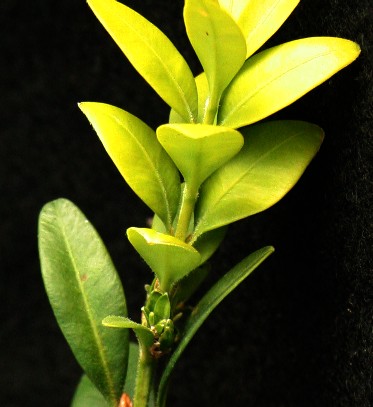 Boxwood Rooted Cuttings