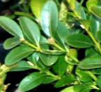 Second Year Common Boxwood