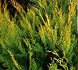 Leyland Cypress 'Castlewellan'-leylandii leyland cypress castlewellan gold rider Cupressocyparis hedge