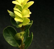Dwarf Boxwood Cuttings