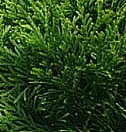 Arborvitae 'Emerald Green'