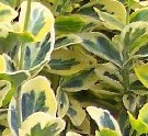 Emerald 'n Gold Euonymus Cuttings