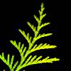 Western Red Cedar 'Excelsa'