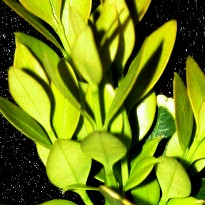 Boxwood Rooted Cuttings 'Green Mountain'