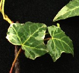 Variegated Ivy Cuttings 'Glacier'