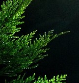 First Year Leyland Cypress-leyland cypress leylandii leylandi CUPRESSOCYPARIS 