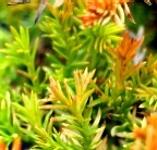 Rheingold Arborvitae