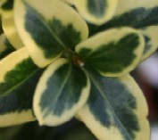 Boxwood Rooted Cuttings 'Variegata'