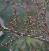 Western Red Cedar