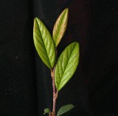 Cotoneaster 'Willowleaf'